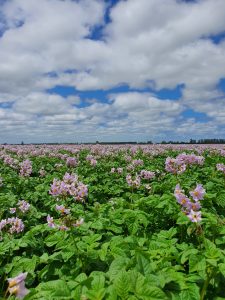 Vast field of blooming potato plants under cloudy blue sky