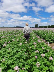 Man walking through vast flowering potato field under blue sky