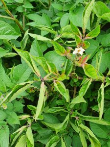 Green potato plant leaves with a small white flower blooming