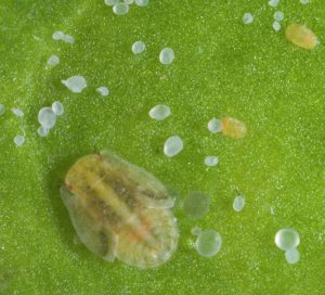 Close-up of whitefly insect and eggs on green leaf surface.