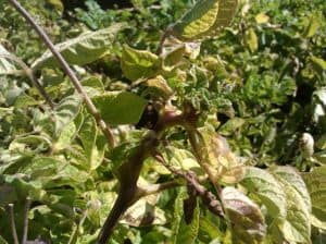 Close-up of potato plant leaves affected by leaf gall disease.