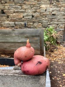 Two oddly shaped red potatoes on rustic wooden surface outdoors.