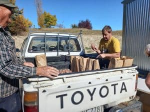 Men packaging potatoes in bags at back of white Toyota pickup truck