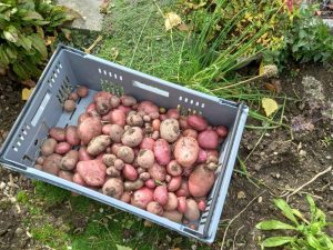 Plastic crate filled with freshly harvested dirt-covered potatoes