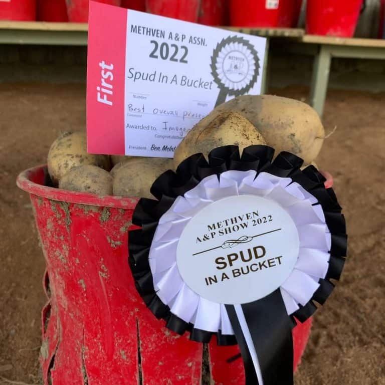 Award-winning potatoes in a red bucket with ribbons and certificate.