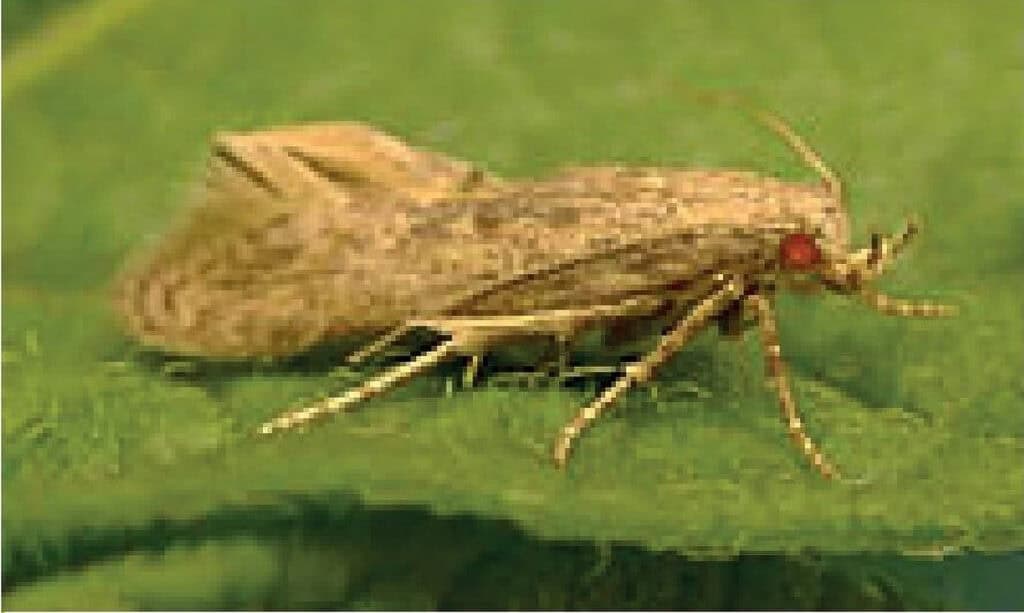 Close-up of brown moth with red eyes on green leaf