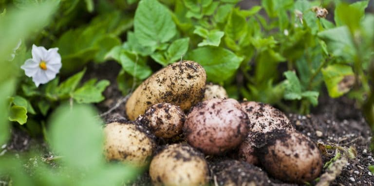 Freshly dug potatoes on top of the soil