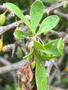 Close-up of green plant leaves with brown spots and twigs