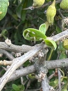 Close-up of green plant leaves with small white insects infestation