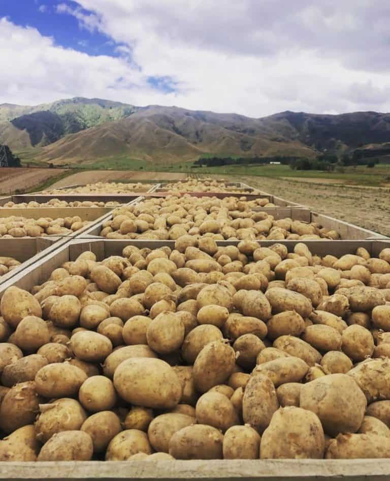 Large wooden crates filled with freshly harvested potatoes outdoors