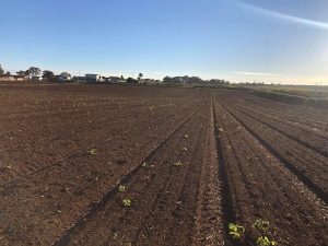 Farmland with young crops sprouting under clear blue sky