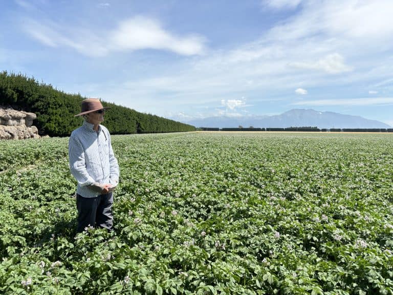 Farmer standing in green potato field under blue sky