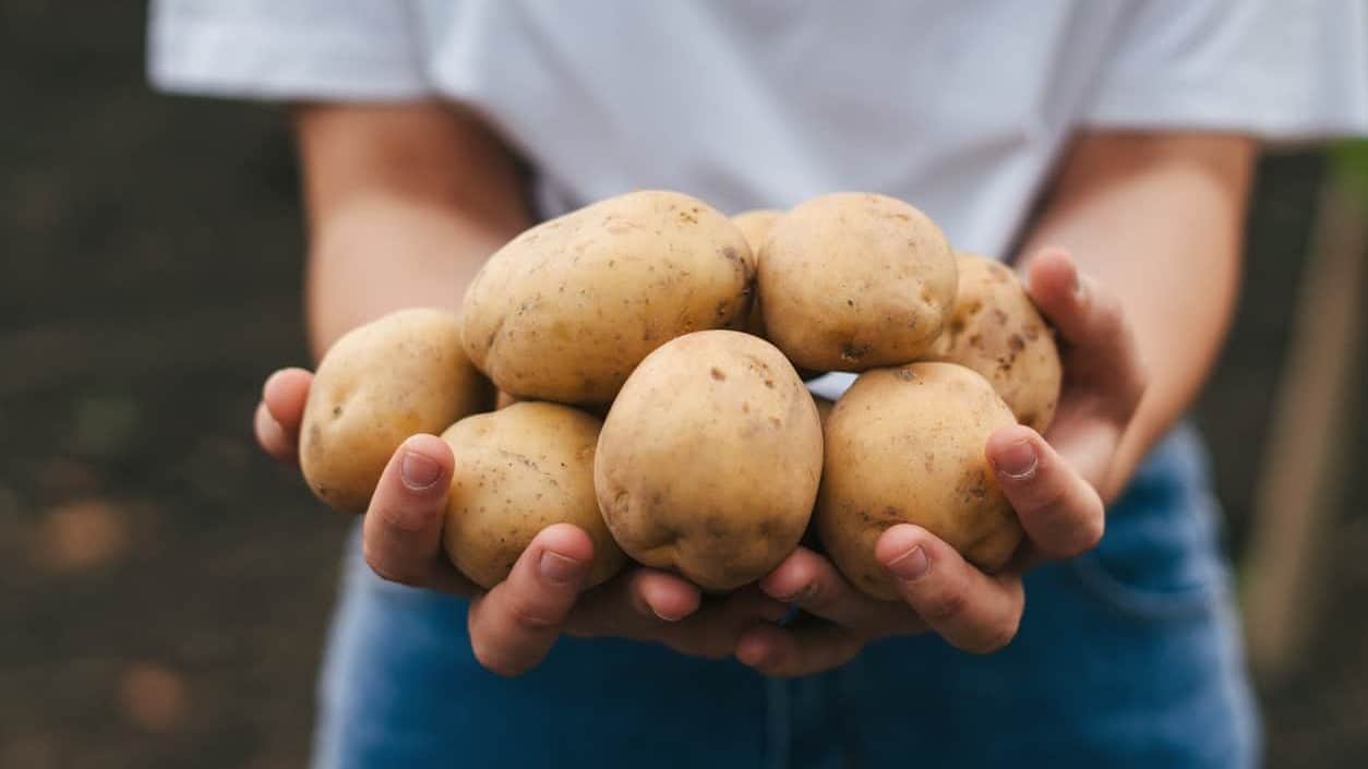 Handful of potatoes