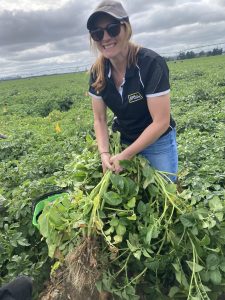 Woman in hat holding freshly harvested potato plants in field