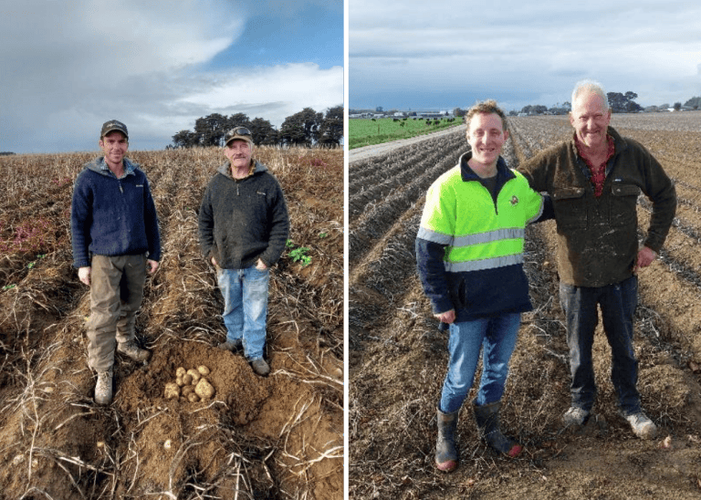 Two pairs of farmers standing in potato fields with harvested potatoes.
