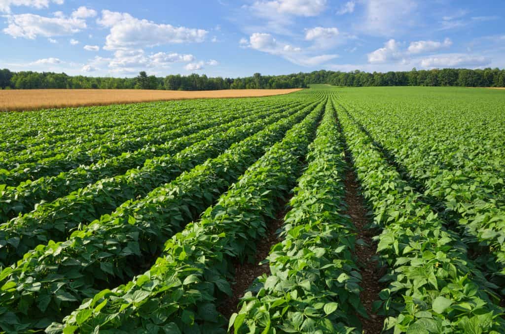 Vast Farm Field Growing Potatoes and Wheat