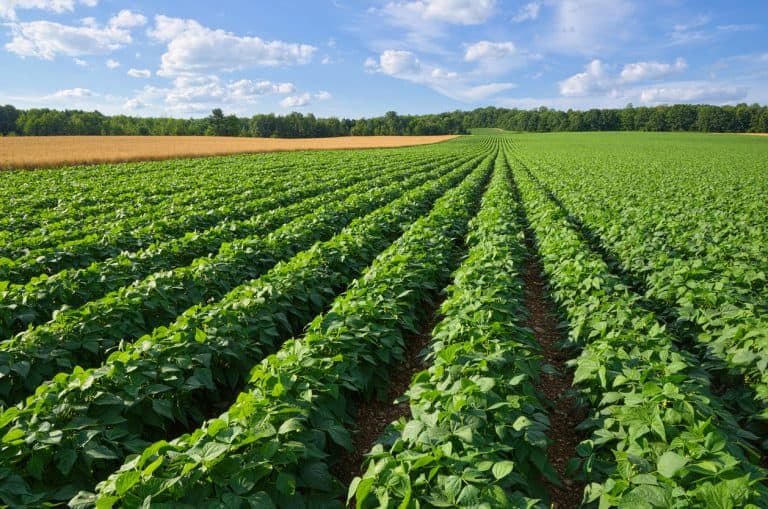 Vast Farm Field Growing Potatoes and Wheat