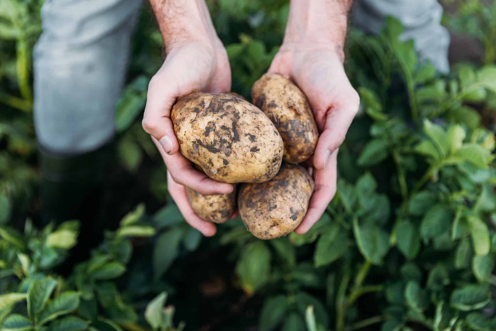 potatoes