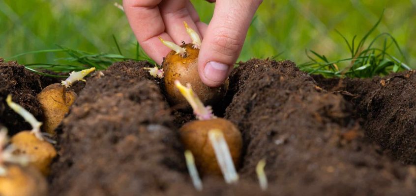 Manual planting of potato tubers in the ground. Early spring preparation for the garden season
