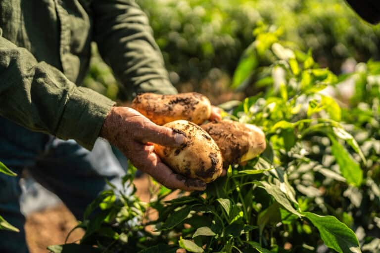 Close-up of farmer holding potato at farm