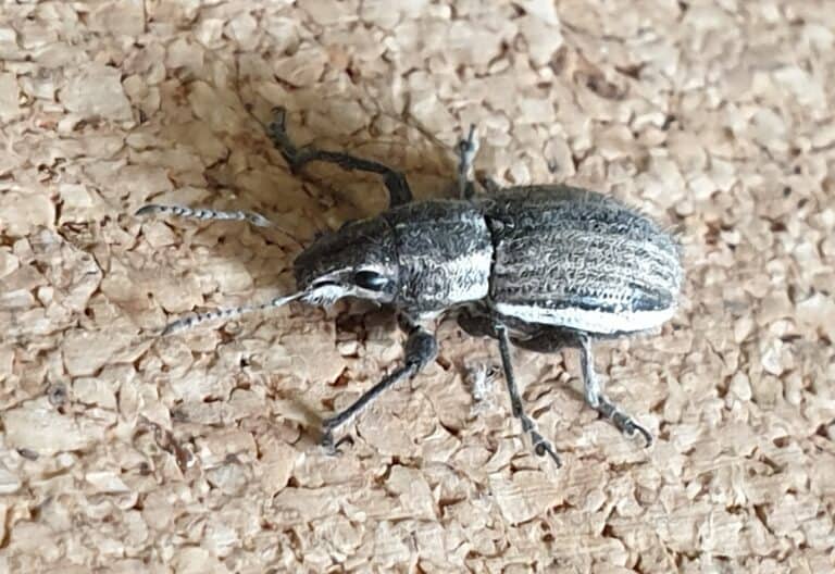 Whitefringed weevil 2