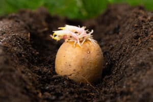 Planting potato tubers in the soil. Early spring preparation for the gardening season