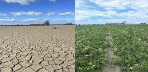 Split image showing dry cracked soil and healthy green crops field.