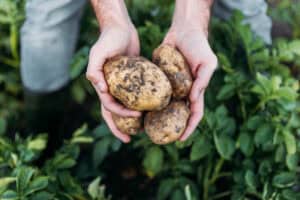 Hands holding freshly harvested dirty potatoes over green plants.