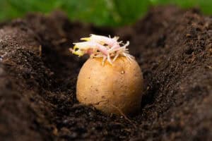 Potato with sprouts planted in rich soil close-up