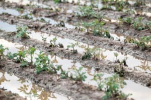 Water-logged soil with young plants in flooded farmland rows