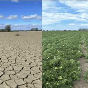 Split image showing dry cracked soil on left and lush green crops on right