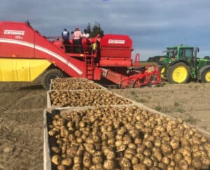 Potato harvesting machine unloading potatoes into trailer on farm field.