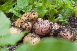 Freshly dug potatoes on top of the soil