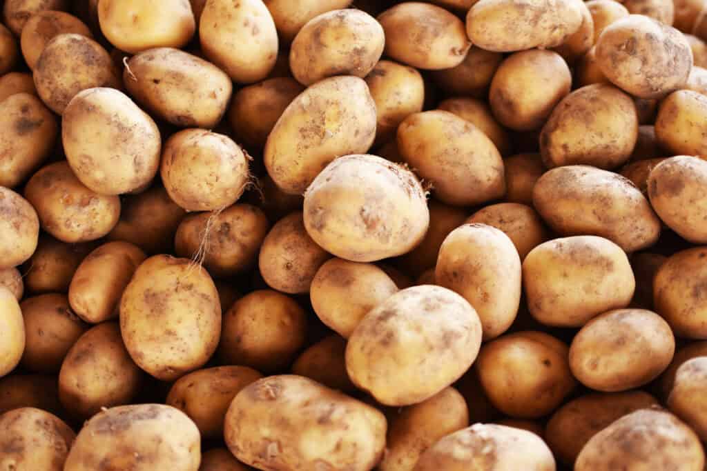Fresh Potatoes