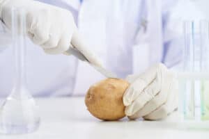 Scientist in lab gloves cutting potato with scalpel blade