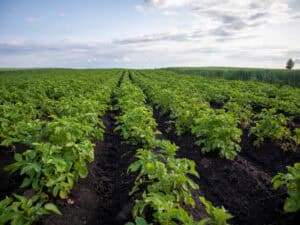 Potato Field Stretching Under a Clear Sky