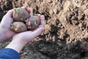 Plants potatoes for new season