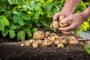 Freshly harvested potatoes with dirt on hands and soil background