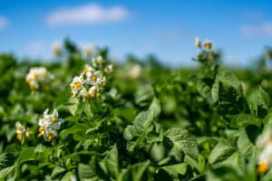 Potato plant flowers with green leaves under blue sky