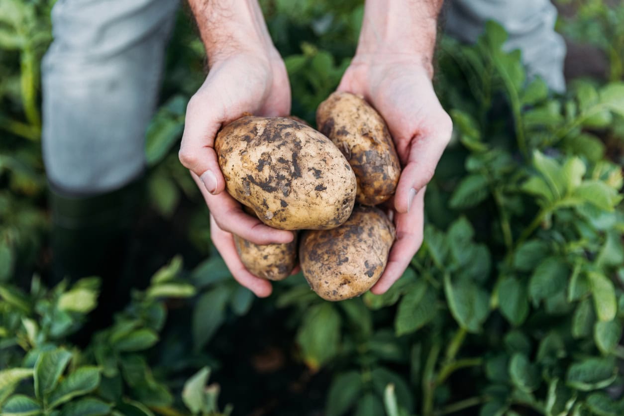 Hands holding freshly harvested dirty potatoes in garden.