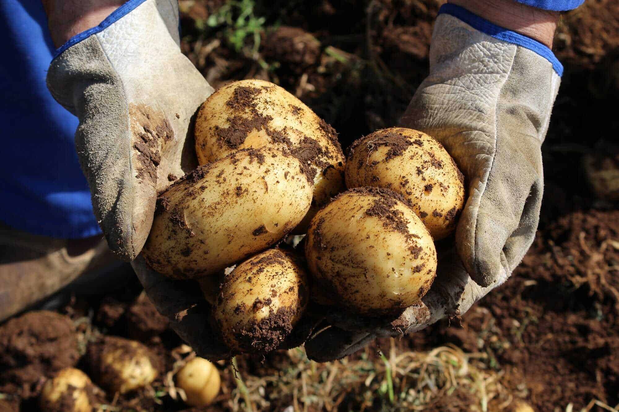 Next Gen Growers - Youth Group