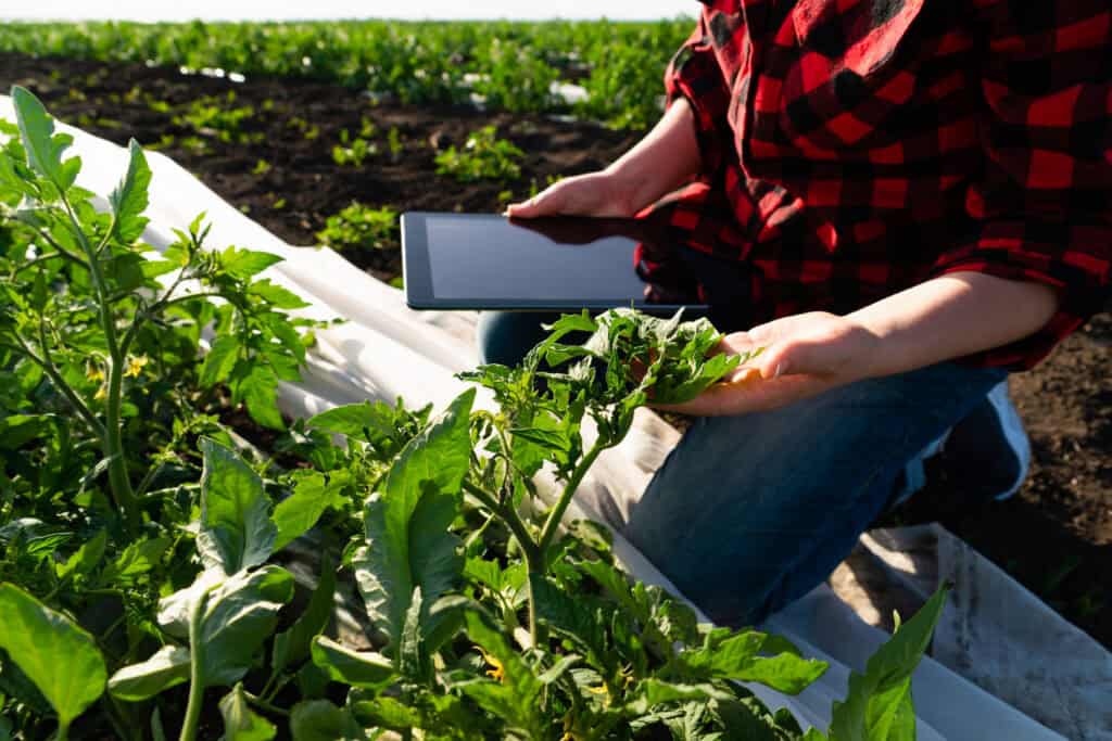 Person inspecting crop plants with digital tablet in field