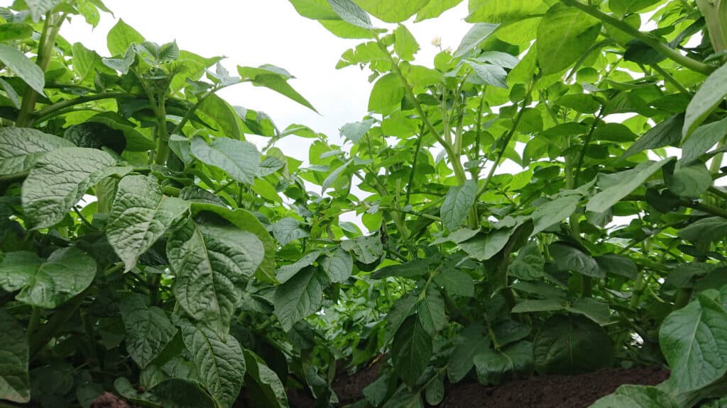 Close-up of lush green potato plant foliage in garden soil