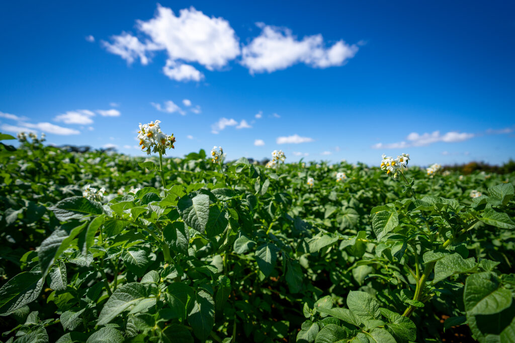 Potato Flowers