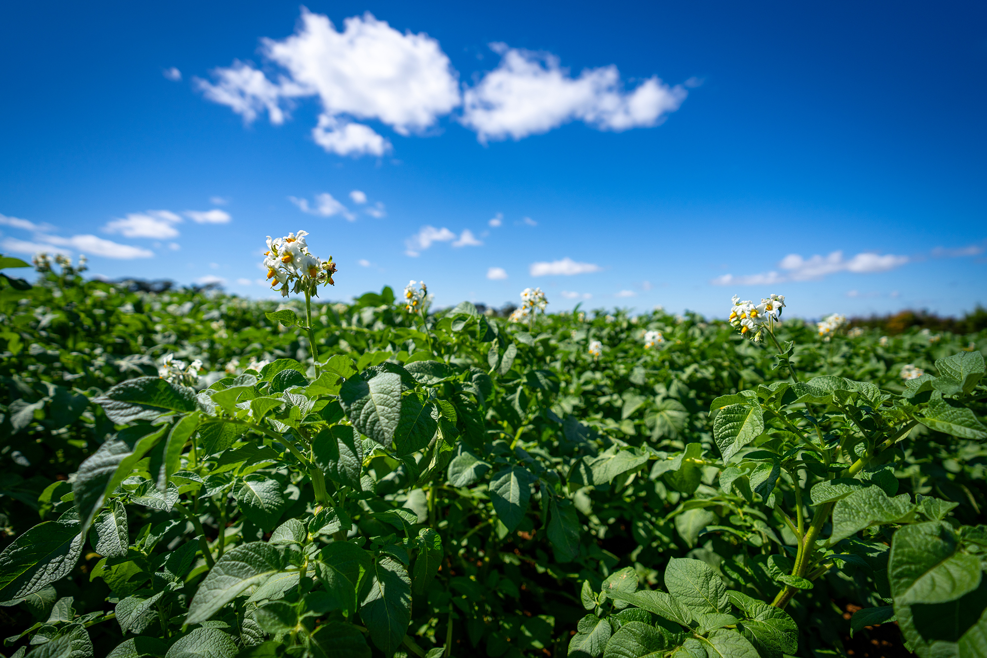 Potato Flowers