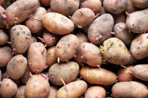 Seed Potatoes