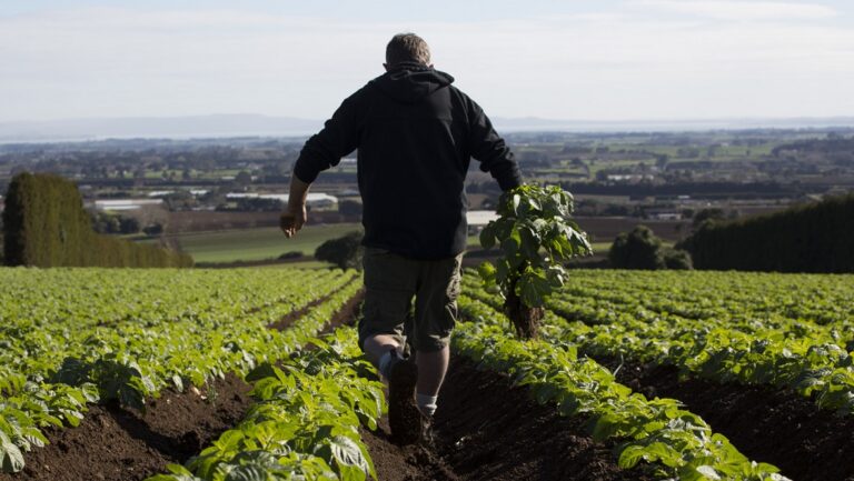 Potatoes SVS Workshops