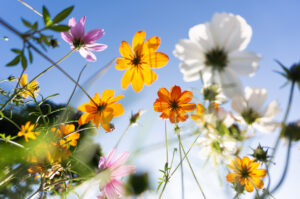 Spring
