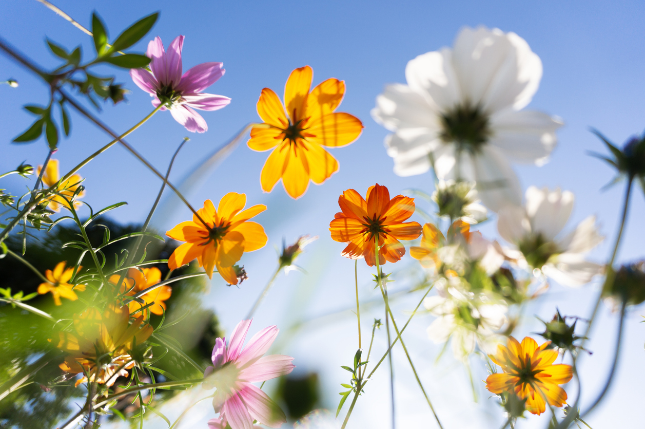 Spring